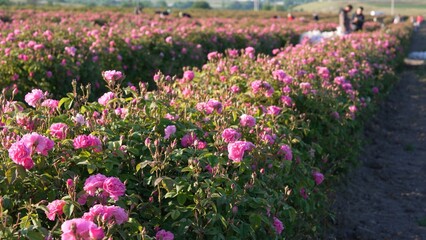Rose Fields. Rose petal harvesting and attar distillation in Bulgaria. Attar of roses