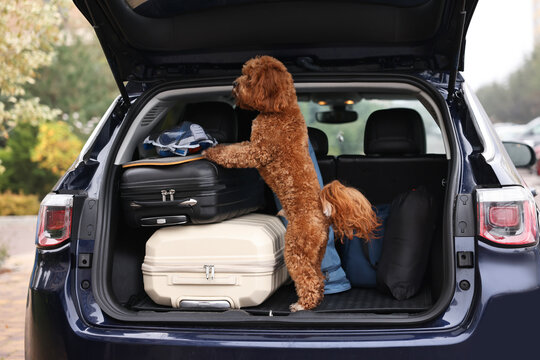 Cute Cavapoo dog with suitcases and other stuff in car trunk