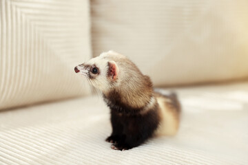 Cute ferret on beige sofa. Domestic pet