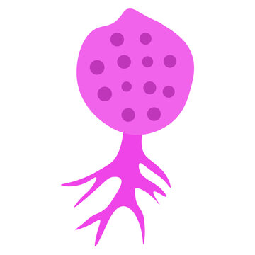 Chytridiomycota