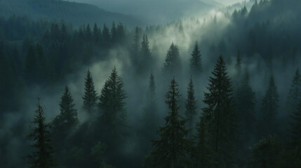 Misty landscape with fir forest. Misty pine forest during sunrise
