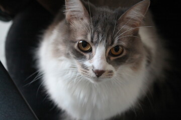 gato, gata, living, felinos, animal, mascota, gatita, blanco, negro, felíno, cuca, pinina, pinocha, pini, domestica, mamífero, felinos, joven, pelaje, aislada, miniatura, sentada, retrato, mascota