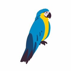 blue and yellow macaw ara ararauna