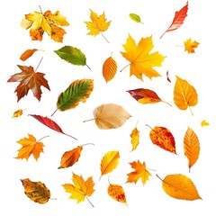 Different autumn leaves falling isolated on white background