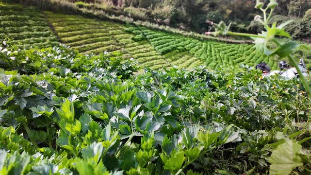 An artistic zoom-out shot of a lush celery field with vibrant green leaves, set against the scenic backdrop of layered farmlands and a motorcycle parked on a dirt path.
