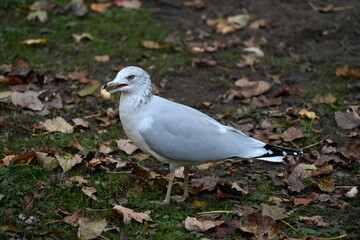 seagull holds peanuts in its beak