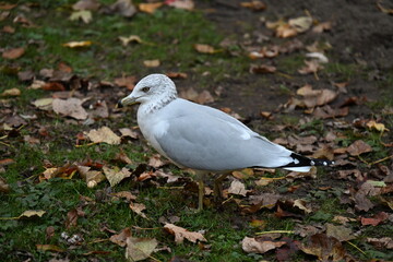 seagull holds peanuts in its beak