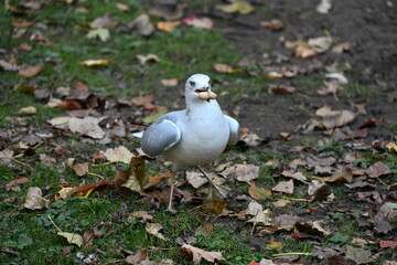seagull holds peanuts in its beak