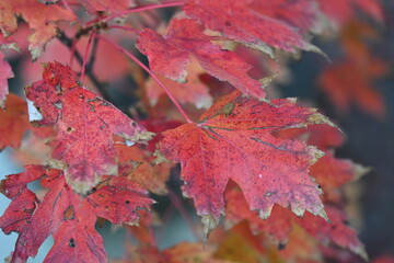 red and yellow autumn leaves