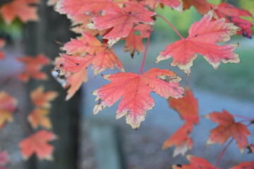 red and yellow autumn leaves