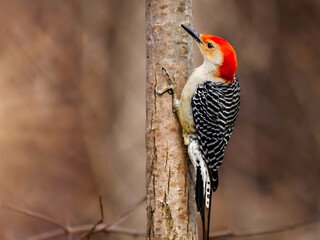 Red-bellied woodpecker, Melanerpes carolinus, perched on the side of a tree