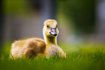 Canada Goose gosling - branta canadensis - resting on grass with its legs tucked under its body, natural blurred background .