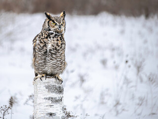 Great Horned Owl perched in winter, snowy blurred background