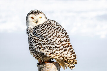 snow owl perching by the rural road
