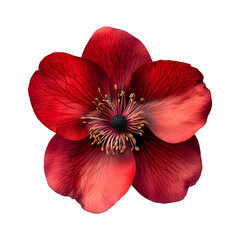 Red Flower Art Isolated on Transparent Background