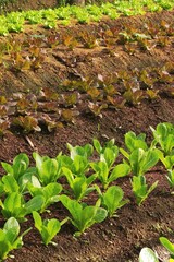 Growing organic vegetable farms for background                                                                                           