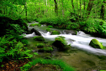 Obraz premium 初夏の奥入瀬渓流（青森県・十和田市）