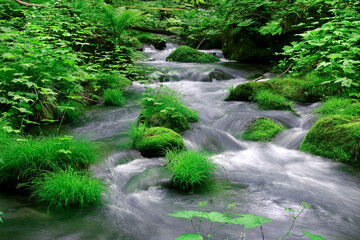 Obraz premium 初夏の奥入瀬渓流（青森県・十和田市）