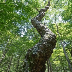Fototapeta premium Twisted tree in forest, sunlight dappled canopy, nature scene, perfect for nature documentaries