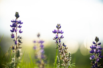 Obraz premium lavender flowers in the wind