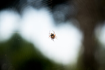 spider web