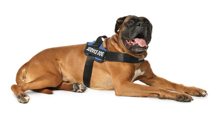 Cute service dog in vest on white background