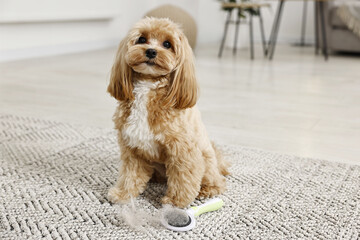Cute dog and brush with pet's hair on floor indoors