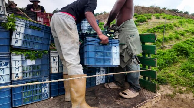 A close-up view of hardworking farm workers in action, lifting crates of freshly harvested produce onto a truck. Captured in Colonia Tovar, this footage portrays the essence of farming life.