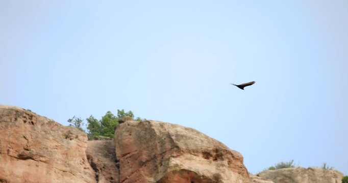 Turkey Vulture Riding the Thermals