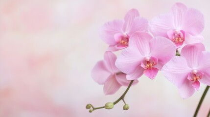 Fototapeta premium Delicate Pink Phalaenopsis Orchids in Bloom with Blurred Pastel Background : Generative AI