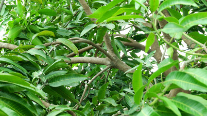 Fototapeta premium twigs and leaves of mango trees