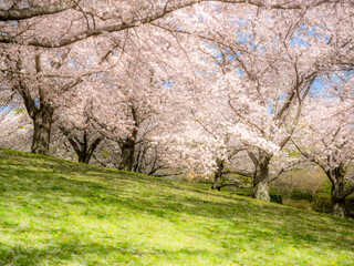Obraz premium 桜の花のある風景。満開の桜並木のある公園。おい花見にちょうどいい木陰の芝生。