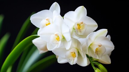 Obraz premium Beautiful White Orchid Flowers in Full Bloom on a Dark Background with Lush Greenery : Generative AI