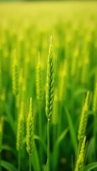 Fototapeta premium Green millet stalks swaying in the breeze amidst a sea of golden sorghum, crops, sorghum