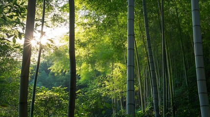 Fototapeta premium Serene Bamboo Forest with Sunlight Filtering Through Lush Green Foliage on a Tranquil Morning : Generative AI
