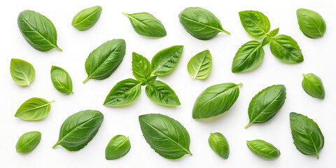Fresh Basil Leaves Isolated on a White Background for Culinary Use
