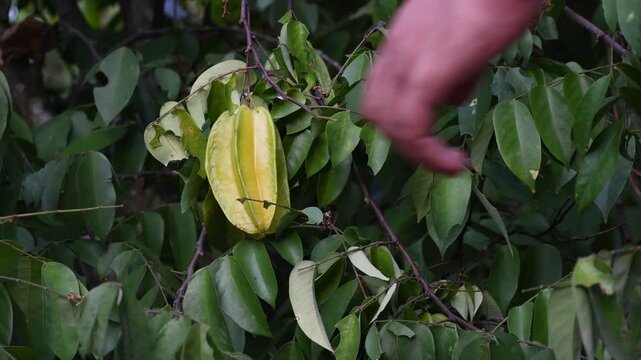 Farmer harvesting carambola star fruit from tree. High quality 4k footage