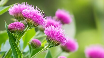 Fototapeta premium Vibrant Purple Thistle Flowers in Lush Garden on a Sunny Day : Generative AI