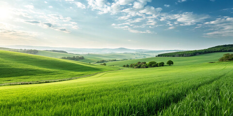 Obraz premium Green Grass Field Landscape Isolated on a White Background for Nature Scenes