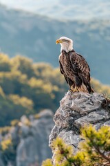 Fototapeta premium Bald Eagle Perched on Rock Cliff with Mountain View