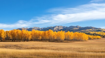 Fototapeta premium Vibrant Aspen Trees in Golden Autumn Glory Under Expansive Blue Sky : Generative AI