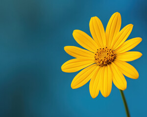 Vibrant Yellow Flower Against a Blue Background - Perfect Stock Photograph for Nature Themes and Floral Design