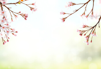 Fototapeta premium Blossoming Spring A Floral Background