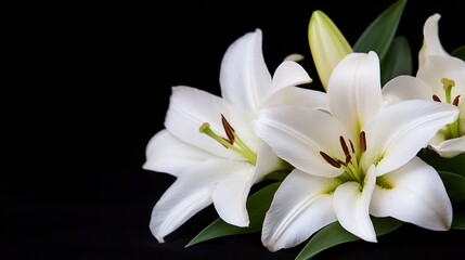 Fototapeta premium Elegant White Lilies on Dark Background Perfect for Floral Decor and Nature Themes : Generative AI