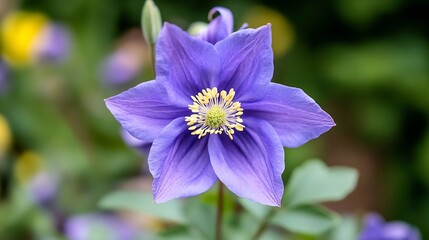 Vibrant Purple Columbine Flower Blooming in Natural Garden Setting : Generative AI