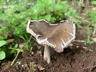 Brown mushroom grows soil amidst green plant