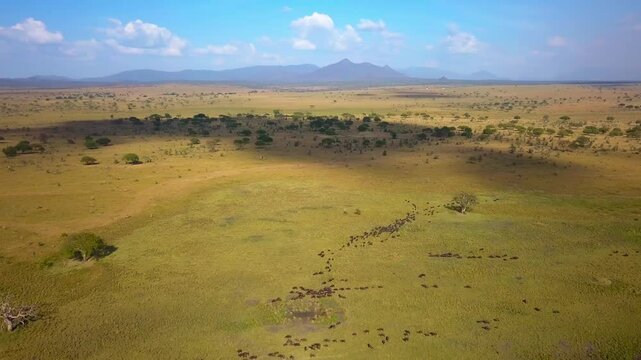 Aerial view of a herd of wildebeest migrating across the savanna in Kidepo Valley National Park, Uganda, with scattered trees and mountains in the background, drone puling out reveal shot