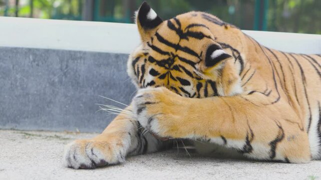 Tiger scratching and licking its foot while laying down at tiger park, close up.