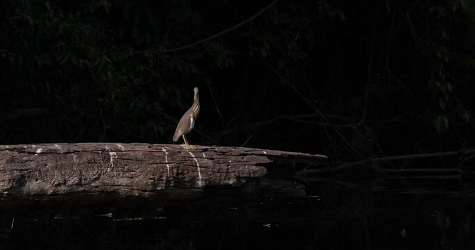 A lone Chinese Pond Heron Ardeola bacchus is ready to roost while perching on a fallen log by the river.
