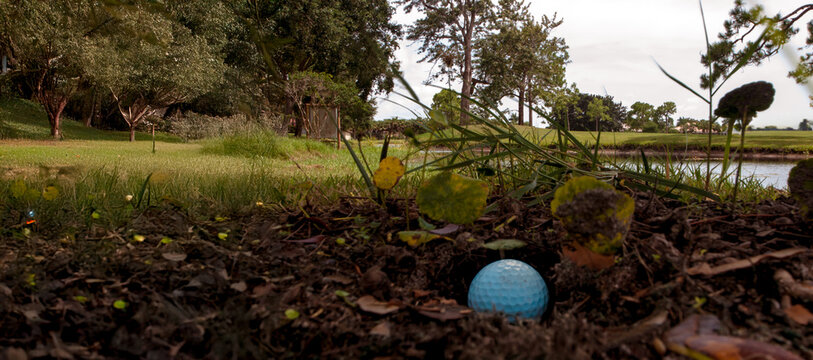 Golf Ball in the Rough